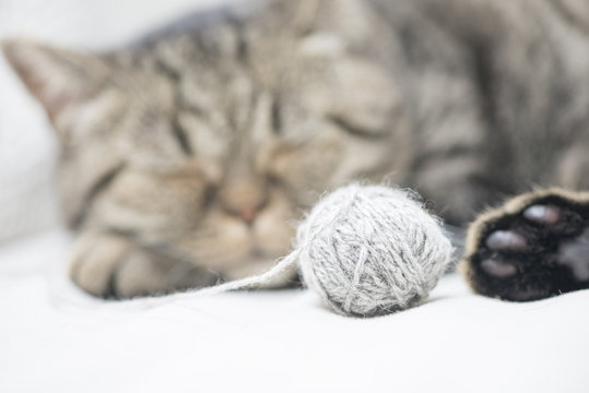 Sleeping Tabby Cat With Ball Of Yarn