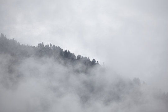 Fototapeta Tannenwald im Nebel