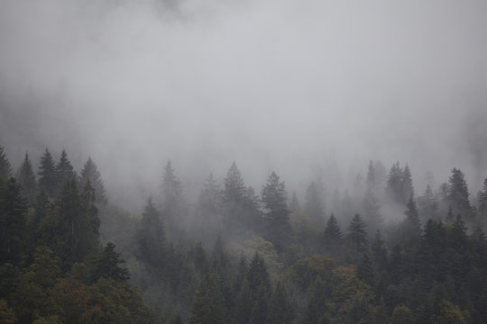 Fototapeta Tannenwald im Nebel