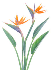 Bird of paradize flower