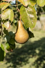 ripe pear
