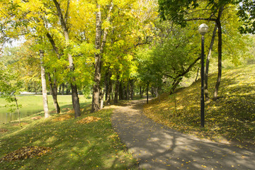 Yellow tree leaves on asphalt park road in fall