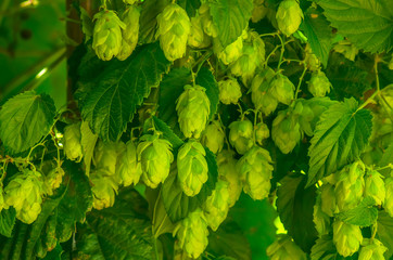 hop cones