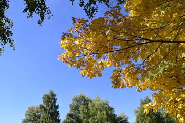 золотая осень