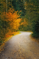Fototapeta premium Country road in autumn forest
