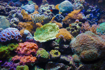 Naklejka na ściany i meble Colorful underwater flora