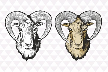 Head of mouflon with curled horns, detailed illustrations - obrazy, fototapety, plakaty