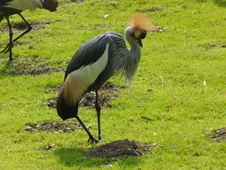 Südafrika-Kronenkranich