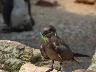 Vogel