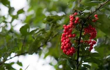 Strauch mit roten Beeren