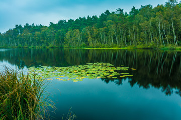Obraz premium Regentag im Herbst, Müritz Nationalpark