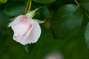 Rosen im Garten, weiß und zart