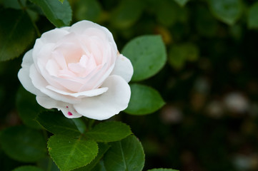 Rosen im Garten, weiß und zart