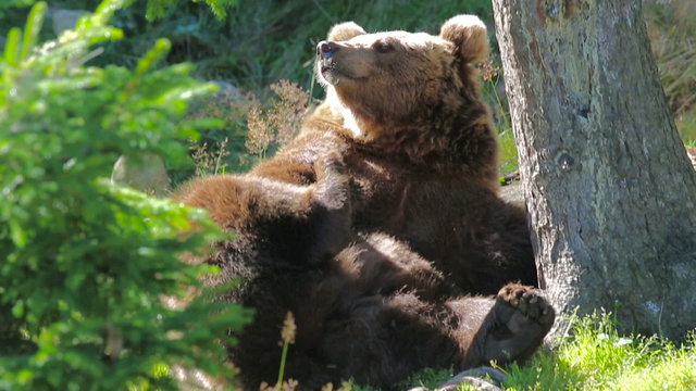 Large adult brown bear rests and scratching in the forest