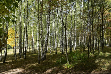 Obraz premium золотая осень