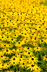 Zarte Natur auf der Blumenwiese