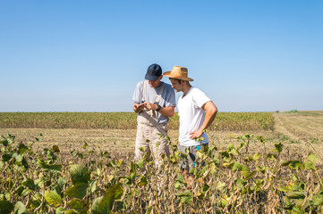 Farmers in soybean fields