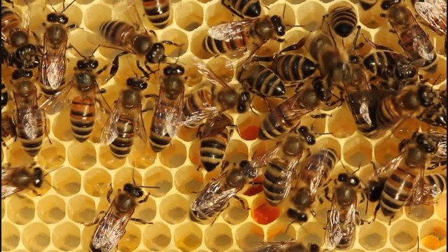 Work bees in hive
Bees convert nectar into honey and protected them from attacking other colonies of bees.