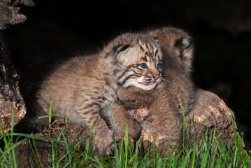 Naklejka na ściany i meble Baby Bobcat Kit (Lynx rufus) Lies on Sibling