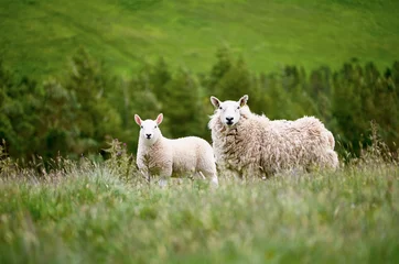 Photo sur Aluminium Moutons Élevage de moutons dans la campagne du Northumberland. Race &quot Breakneck Hill Cheviot&quot .