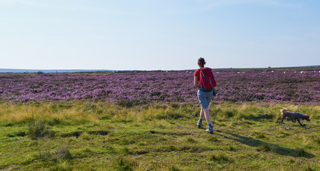 A hiker walking their dog in the English countryside.