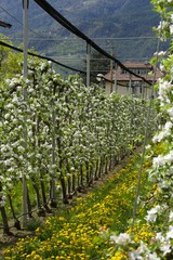 Fototapeta na wymiar Apple trees in blossoms
