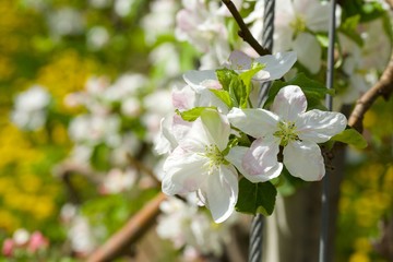 Obraz premium Apple tree blossoms