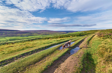 Fototapeta na wymiar Dog walking in the English countryside.
