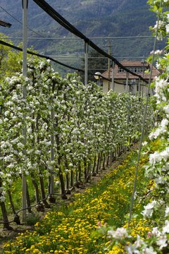 Apple trees in blossoms