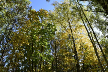 золотая осень