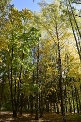 золотая осень