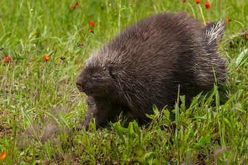 Porcupine (Erethizon dorsatum) Walks Left