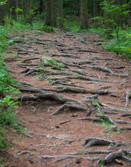 Waldweg