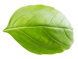 Leaf of basil isolated on white background