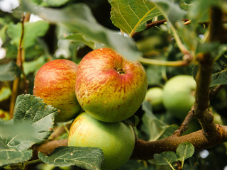 close up of three apples reach gradually on a branch