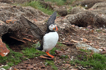 Atlantic Puffin Stretching its Wings, Newfoundland, Canada