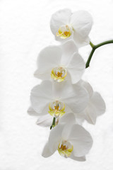 Obraz na płótnie Canvas white orchid flower blossom on white background