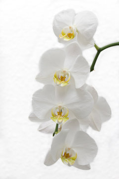 white orchid flower blossom on white background