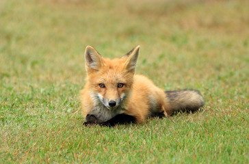 Naklejka na ściany i meble Red Fox Kit Posing in a Grass Meadow, PEI, Canada