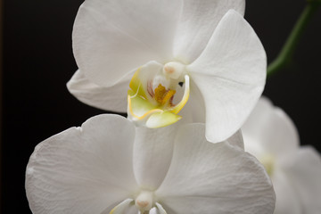 white orchid flower black background