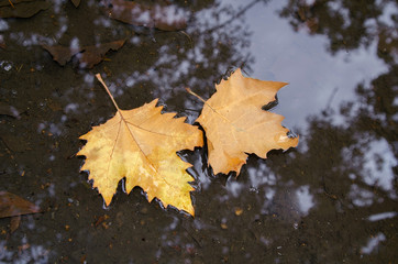 water is autumn leaves