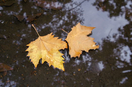 water is autumn leaves
