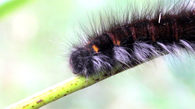 moth caterpillars/trees creeps big fluffy caterpillar who eats leaves