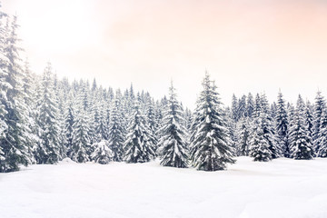 Winter landscape near Vogel ski center