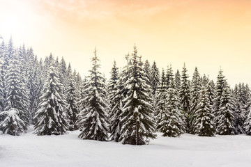Fototapeta na wymiar Winter landscape near Vogel ski center