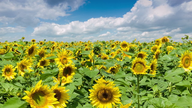 Field of yellow bright sunflowers and blue sky with clouds
