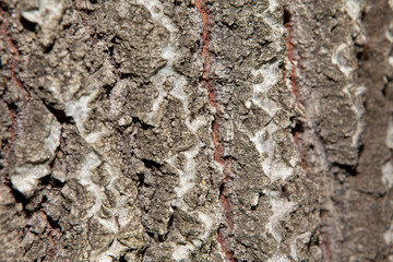 tree bark
