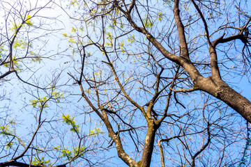 Tree in the sun