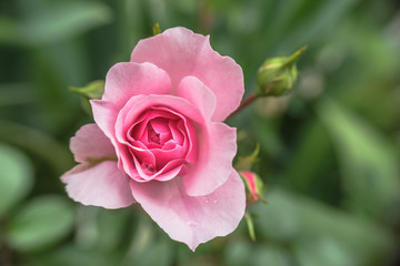 frisch erblühte Rose