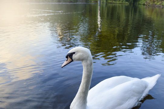 Swan in calm idyllic lake